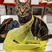 Puddles joined the competition — help win amazing prizes! cat, tabby, plastic_bag, washing_machine, indoor, pet, curious, feline, household, appliance, domestic, fur, whiskers, collar, tabby_cat, eyes, sitting, blurred_background, yellow, crinkly