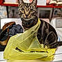 cat, tabby, plastic_bag, washing_machine, indoor, pet, curious, feline, household, appliance, domestic, fur, whiskers, collar, tabby_cat, eyes, sitting, blurred_background, yellow, crinkly