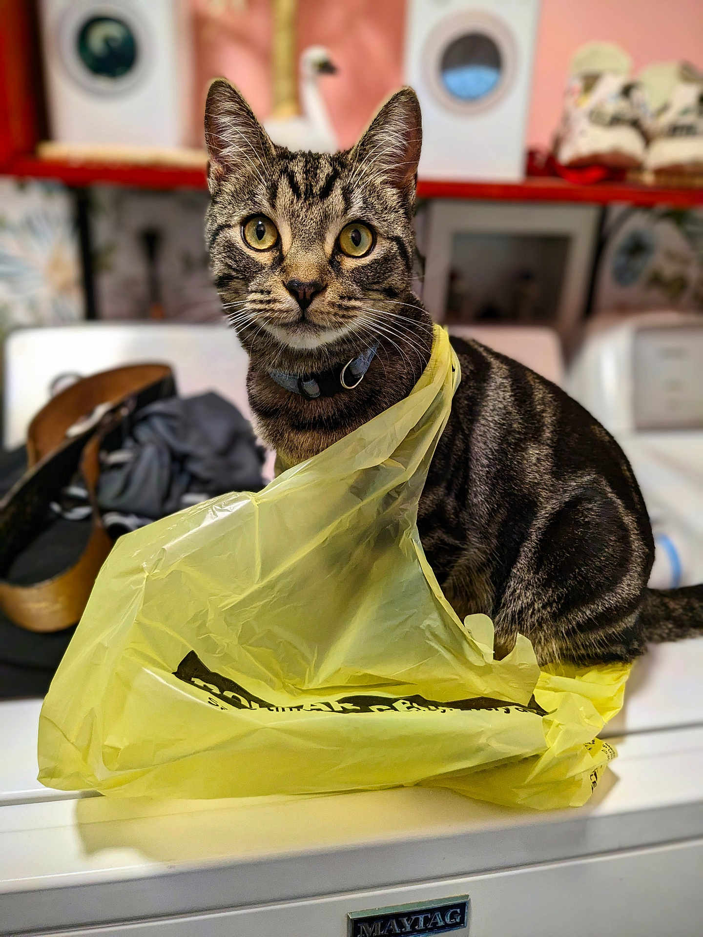 Puddles joined the competition — help win amazing prizes! cat, tabby, plastic_bag, washing_machine, indoor, pet, curious, feline, household, appliance, domestic, fur, whiskers, collar, tabby_cat, eyes, sitting, blurred_background, yellow, crinkly