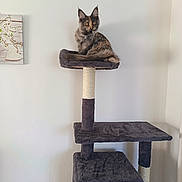Bastet a rejoint le concours — aidez-le/la à gagner de superbes lots ! cat, tortoiseshell_cat, feline, pet, animal, sitting, cat_tree, scratching_post, platform, indoor, home, portrait, long_hair, pointed_ears, orange_eyes, alert, fluffy, gray, black, brown