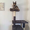 cat, tortoiseshell_cat, feline, pet, animal, sitting, cat_tree, scratching_post, platform, indoor, home, portrait, long_hair, pointed_ears, orange_eyes, alert, fluffy, gray, black, brown