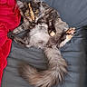 Bastet participe au concours pour gagner de l'argent avec cette photo : cat, kitten, tortoiseshell, fluffy, long_hair, feline, pet, animal, yellow_eyes, face, whiskers, ears, paws, belly, tail, lying_down, upside_down, bed, blanket, indoor
