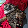Bastet participe au concours pour gagner de l'argent avec cette photo : cats, two_cats, kitten, tabby_cat, tortoiseshell_cat, sleeping, cuddling, relaxed, furry, whiskers, ears, paws, tail, animal, pet, red_blanket, indoors, cozy, couch, portrait
