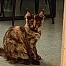 cat, kitten, fluffy, long_hair, brown_fur, tortoiseshell, blue_eyes, sitting, indoors, carpet, floor, chair, furniture, home, portrait, animal, pet, alert, cute, whiskers