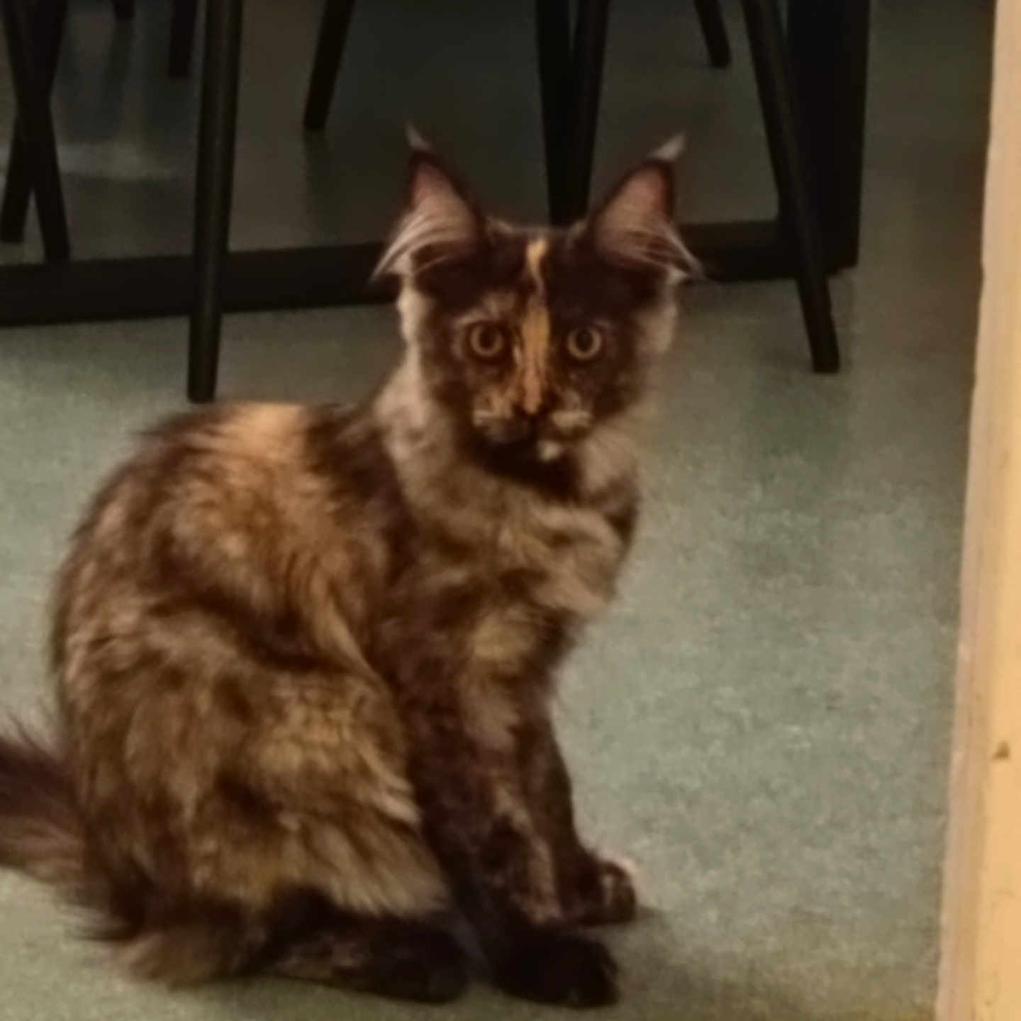 Bastet