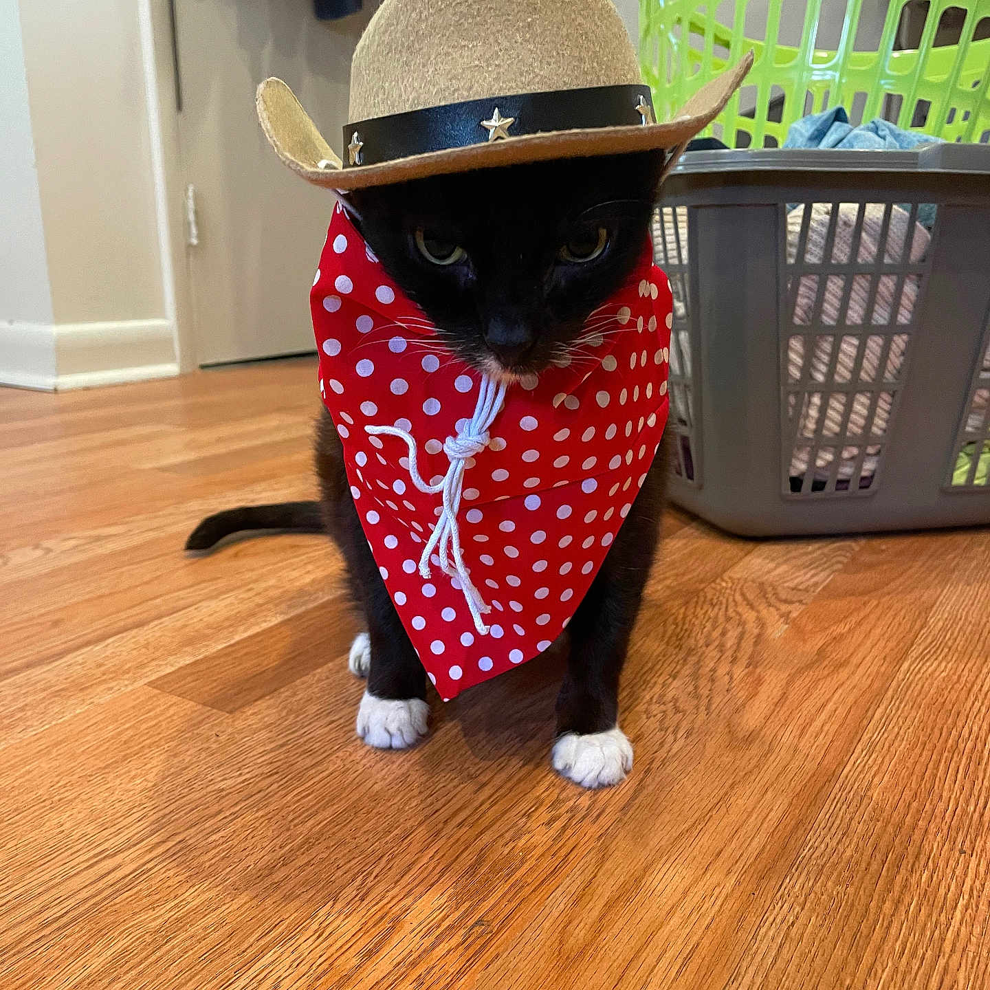 Nova is registered to the contest to win money with this photo: accessories, animal, bandana, canine, cat, clothing, cowboyhat, dog, formalwear, hardwood, hat, indoors, interiordesign, kitten, pet, puppy, stainedwood, sunhat, tie, wood