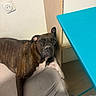 Mya a rejoint le concours — aidez-le/la à gagner de superbes lots ! dog, brindle, pet, animal, lying_down, relaxed, winking, face, portrait, indoor, home, bed, blanket, pillow, furniture, table, turquoise, wall, electrical_outlet, wood_floor