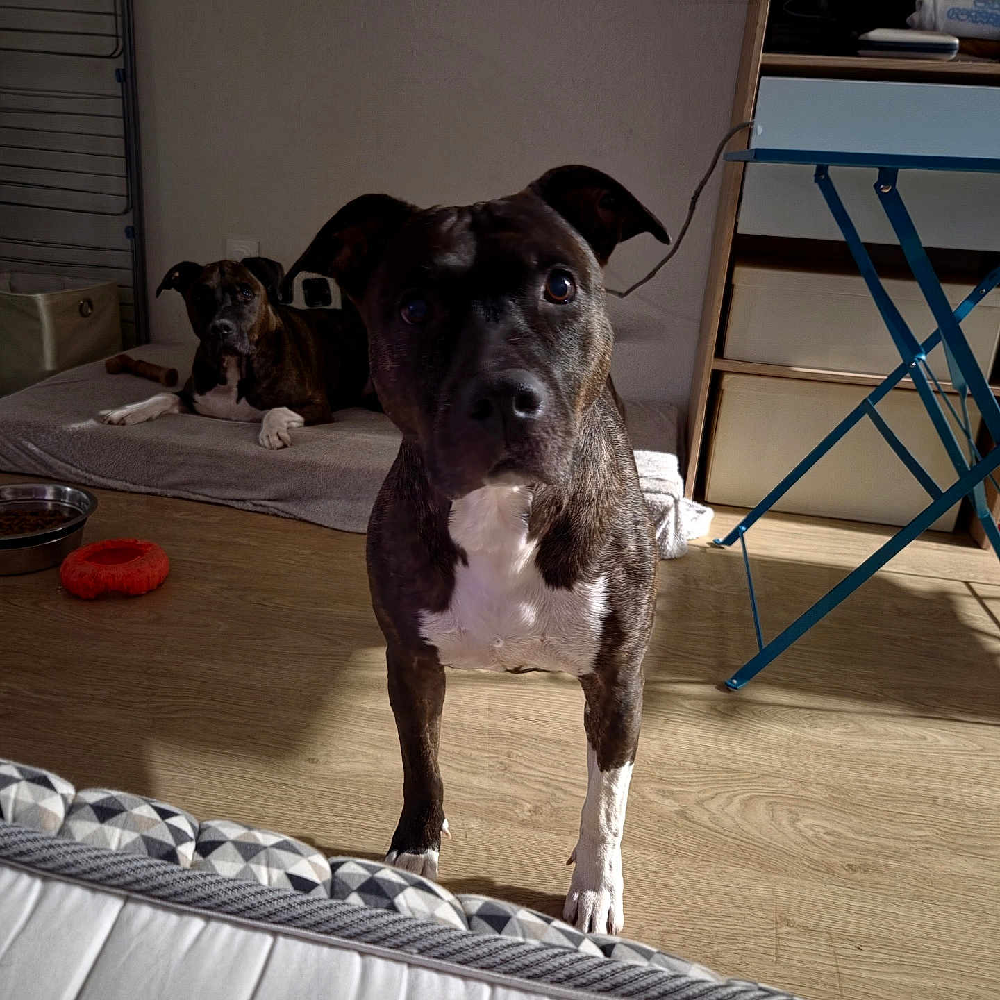 Mya a rejoint le concours — aidez-le/la à gagner de superbes lots ! dog, dogs, brindle, white_chest, standing, sitting, portrait, pet, animal, indoor, home, bed, floor, sunlight, shadow, toy, food_bowl, drying_rack, furniture, alert