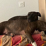 Mya a rejoint le concours — aidez-le/la à gagner de superbes lots ! dog, dogs, brindle, sleeping, resting, lying_down, cuddling, pets, animal, bed, blanket, bedroom, indoor, home, relaxed, nap, large_dog, short_hair, white_paws, colorful_blanket