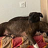 dog, dogs, brindle, sleeping, resting, lying_down, cuddling, pets, animal, bed, blanket, bedroom, indoor, home, relaxed, nap, large_dog, short_hair, white_paws, colorful_blanket