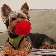 Luffy joined the competition — help win amazing prizes! animal, black_fur, brown_fur, companion, couch, cute, dog, furry, fuzzy, green_harness, household, indoor, pet, playful, red_ball, relaxed, resting, small_dog, toy, yorkshire_terrier