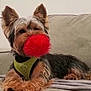 animal, black_fur, brown_fur, companion, couch, cute, dog, furry, fuzzy, green_harness, household, indoor, pet, playful, red_ball, relaxed, resting, small_dog, toy, yorkshire_terrier