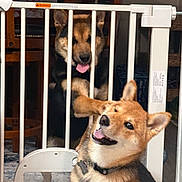 Maverick joined the competition — help win amazing prizes! baby_gate, barrier, canine, collar, dog, domestic, ears, fence, floor, fur, happy, household, indoor, pet, pet_tag, playful, smiling, tongue_out, two_dogs, wooden_chair