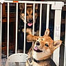 baby_gate, barrier, canine, collar, dog, domestic, ears, fence, floor, fur, happy, household, indoor, pet, pet_tag, playful, smiling, tongue_out, two_dogs, wooden_chair