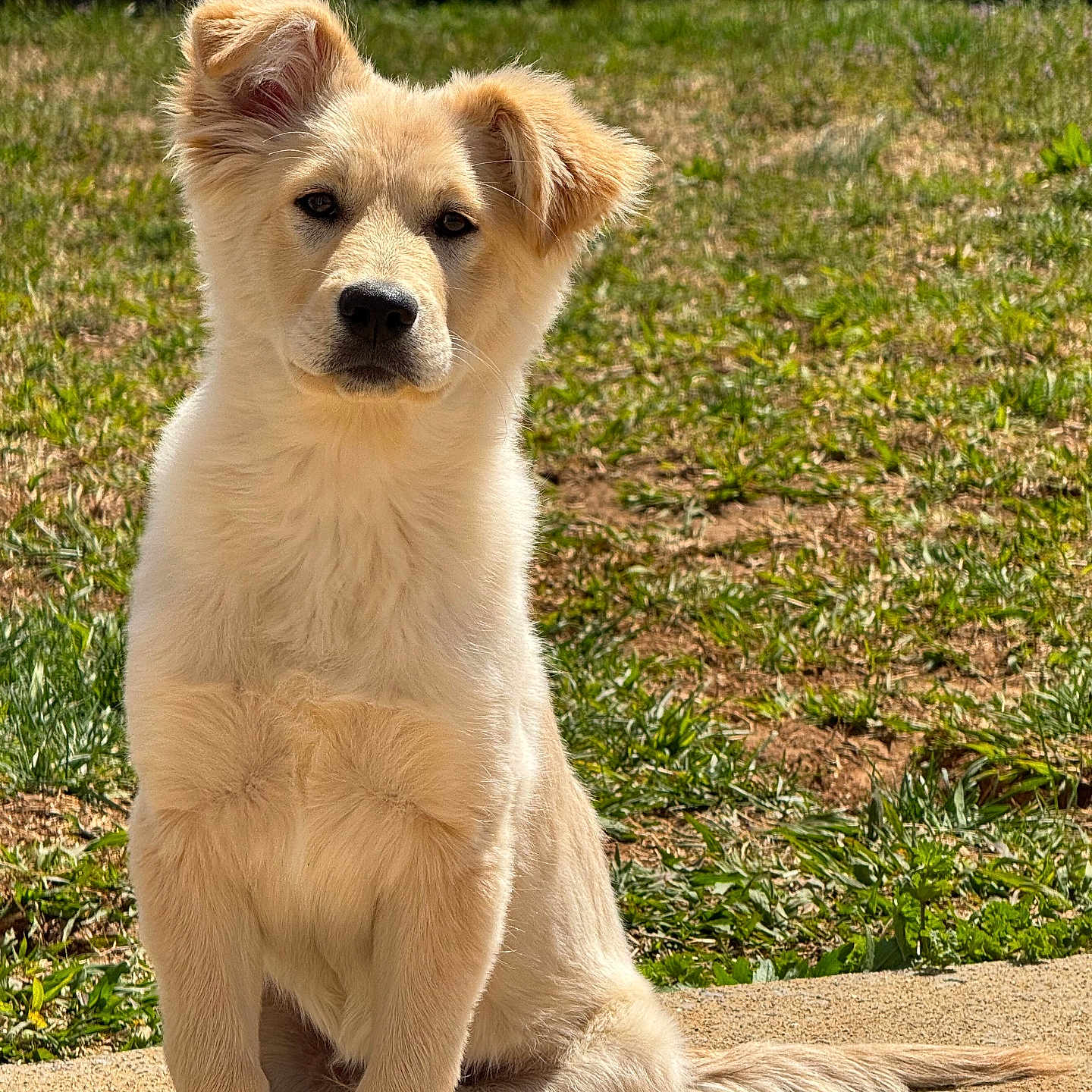 Zeus joined the competition — help win amazing prizes! animal, backyard, canine, dog, eskimodog, fence, goldenretriever, grass, husky, lawn, nature, outdoors, path, pet, plant, puppy, summer, walkway, whitedog, yard