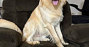 Zeus is registered to the contest to win money with this photo: dog, golden_fur, recliner, indoor, pet, happy, tongue_out, chair, furniture, wall, poster, Star_Wars, canine, smiling, domestic_animal, fur, ears, tail, sitting, home
