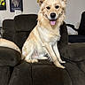 dog, golden_fur, recliner, indoor, pet, happy, tongue_out, chair, furniture, wall, poster, Star_Wars, canine, smiling, domestic_animal, fur, ears, tail, sitting, home