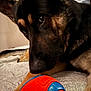 dog, german_shepherd, toy, ball, pet, close_up, indoor, bed, animal, focused, fur, ears, paw, playing, canine, looking, texture, resting, cute, companion