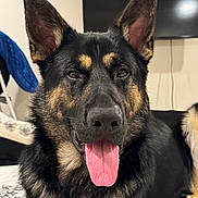 Sarge joined the competition — help win amazing prizes! animal, bed, black_and_tan, canine, close_up, dog, domestic_animal, ears_up, face, friendly, fur, german_shepherd, household, indoor, laying_down, muzzle, pet, relaxed, tongue, tongue_out