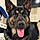 Sarge