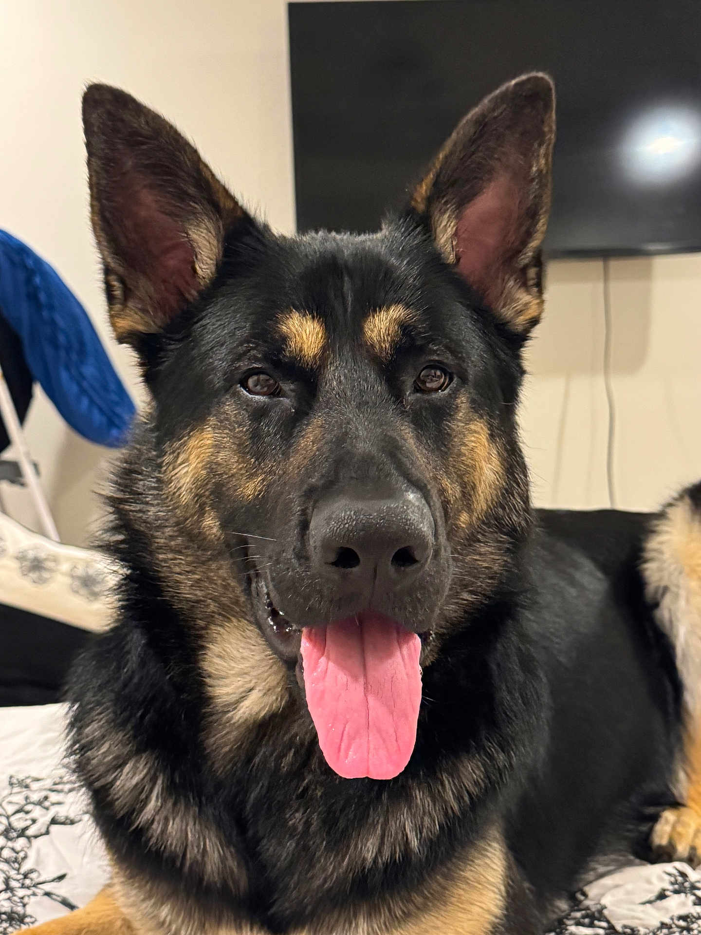 Sarge