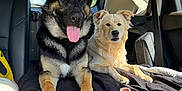 Sarge is registered to the contest to win money with this photo: backseat, black_blanket, canine, car, chew_toy, companion, daytime, dog, domestic_animal, fur, happy, leather_seat, pets, relaxed, resting, seatbelt, sunlight, tongue_out, vehicle_interior, window