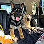 dog, pets, vehicle_interior, backseat, black_blanket, chew_toy, sunlight, window, leather_seat, happy, tongue_out, fur, canine, companion, resting, domestic_animal, car, seatbelt, daytime, relaxed