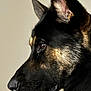 dog, german_shepherd, profile, close_up, pet, animal, fur, ears, snout, brown_eyes, black_fur, tan_fur, portrait, indoor, canine, muzzle, watchful, domestic_animal, side_view, quiet