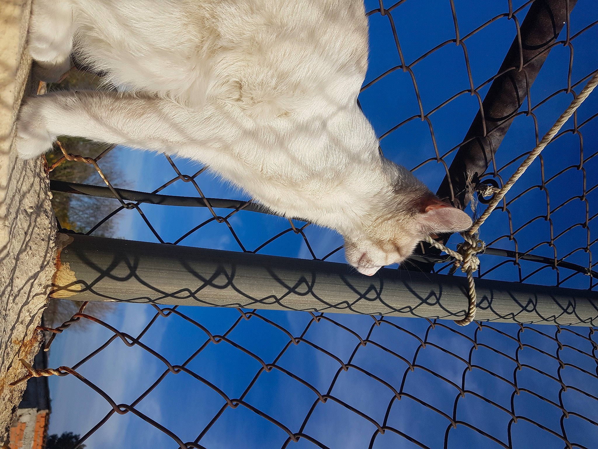 Chapli participe au concours pour gagner de l'argent avec cette photo : azure, bird, chain_link_fencing, composite_material, electric_blue, fence, home_fencing, line, mammal, mesh, metal, natural_material, net, pattern, photograph, sky, vertebrate, white, wire, wire_fencing
