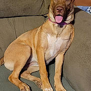 Lilly is registered to the contest to win money with this photo: animal, canine, collar, comfort, couch, cute, dog, domestic, ears_up, friendly, furniture, home, indoor, looking, mammal, pet, relaxed, sitting, tan_dog, tongue_out