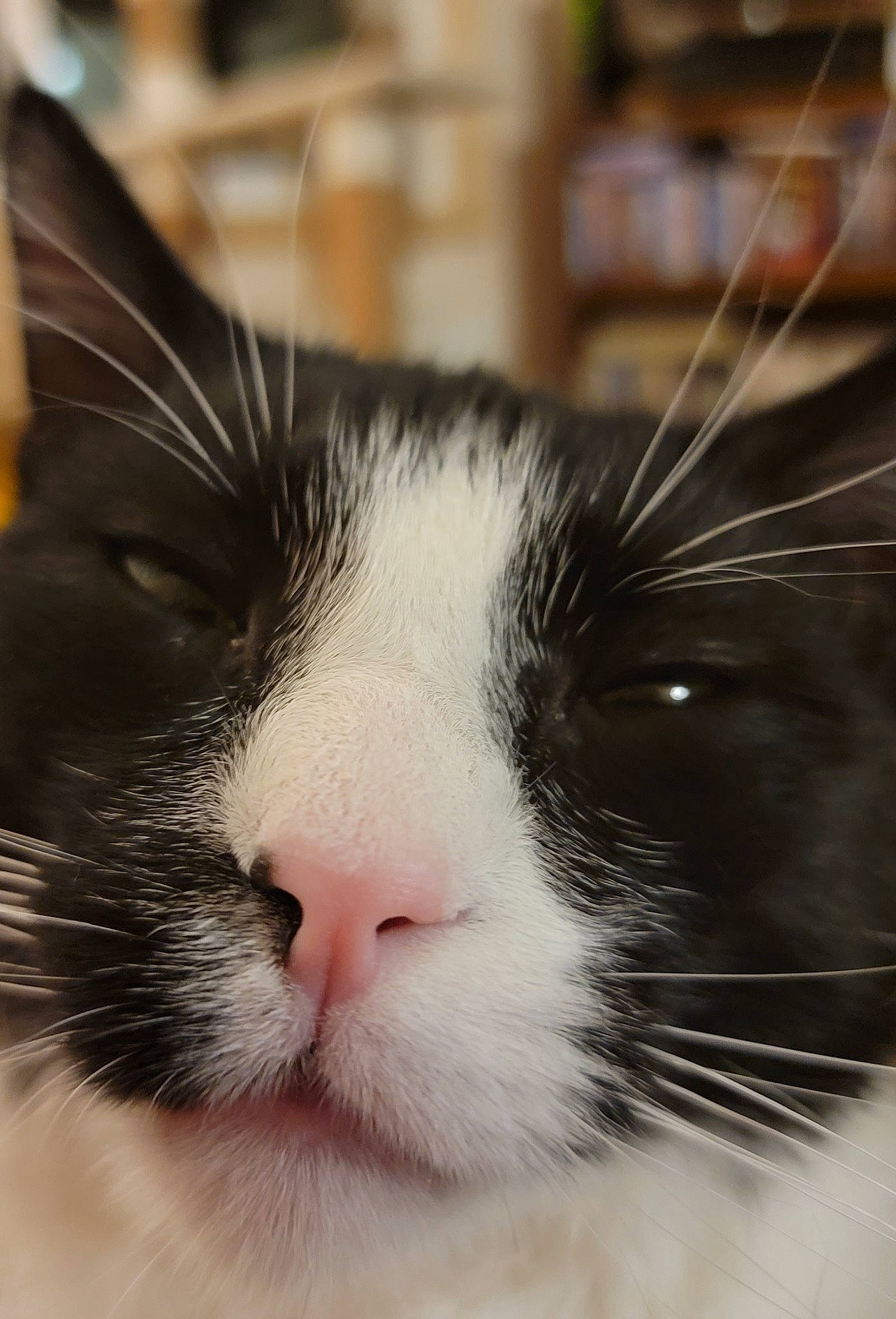 Zeal joined the competition — help win amazing prizes! carnivore, cat, close_up, comfort, domestic_short_haired_cat, felidae, fur, small_to_medium_sized_cats, snout, terrestrial_animal, whiskers