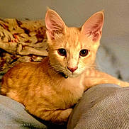 Wolfy is registered to the contest to win money with this photo: cat, kitten, orange_tabby, pet, animal, fur, whiskers, ears, eyes, nose, collar, indoor, blanket, cozy, resting, cute, feline, young, portrait, comfort