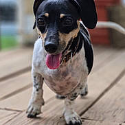 Abigail joined the competition — help win amazing prizes! dog, canine, pet, black_and_white, tongue_out, walking, wooden_deck, outdoor, closeup, animal, mammal, friendly, happy, domestic_animal, portrait, ears, collar, short_hair, four_legs, daylight