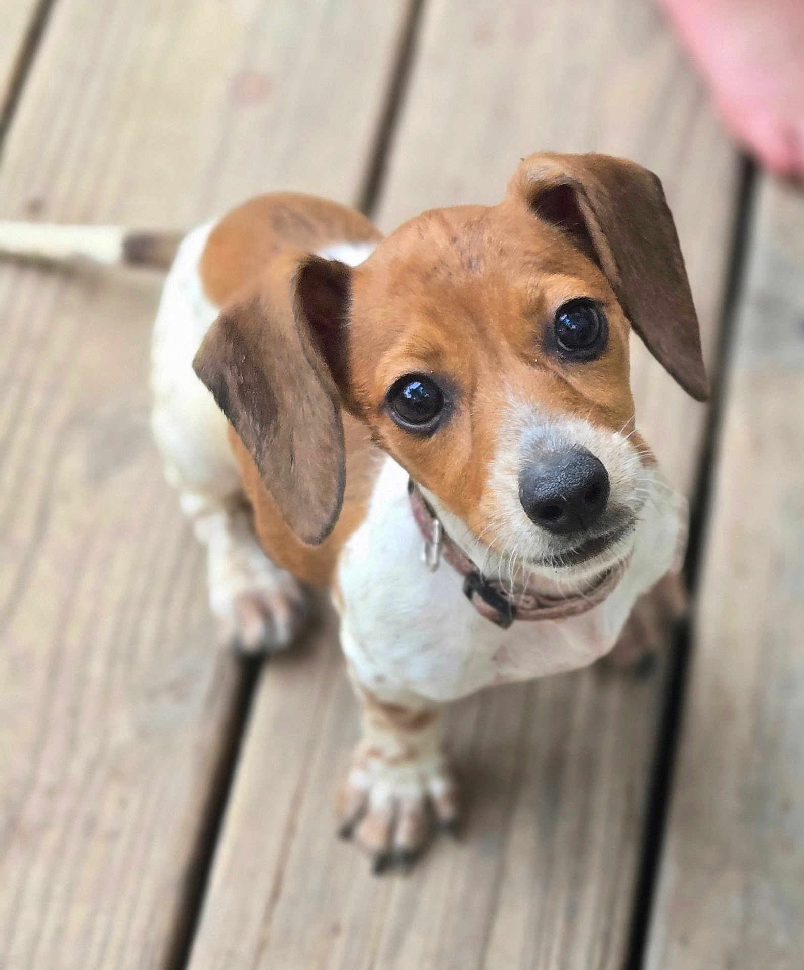Ziva