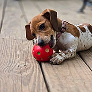 Ziva joined the competition — help win amazing prizes! puppy, dog, toy, red_ball, wooden_floor, chewing, brown, white, spotted, collar, pet, young_dog, playful, close_up, animal, paw, cute, indoor, fur, snout