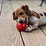 animal, brown, chewing, close_up, collar, cute, dog, fur, indoor, paw, pet, playful, puppy, red_ball, snout, spotted, toy, white, wooden_floor, young_dog