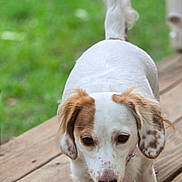 Cookie Monster is registered to the contest to win money with this photo: dog, small_dog, white_fur, brown_spots, walking, wooden_deck, outdoor, grass, tongue_out, curious, focused, pet, animal, close_up, daylight, nature, ears, tail, paw, canine