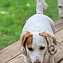 dog, small_dog, white_fur, brown_spots, walking, wooden_deck, outdoor, grass, tongue_out, curious, focused, pet, animal, close_up, daylight, nature, ears, tail, paw, canine