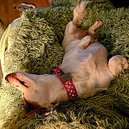 Cookie Monster joined the competition — help win amazing prizes! animal, blanket, collar, comfort, cozy, cute, dog, domestic, fluffy, fur, home, indoor, lying_down, pet, pink_collar, relaxed, resting, sleeping_pose, small_dog, texture