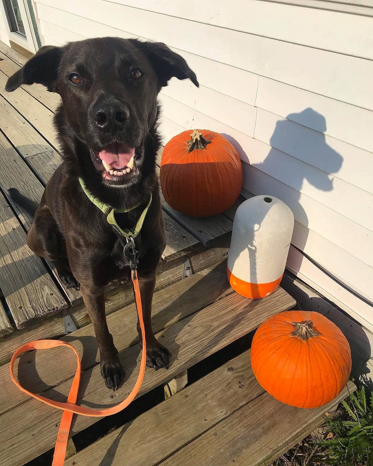 Digger joined the competition — help win amazing prizes! calabaza, carnivore, collar, companion_dog, cucurbita, dog, dog_breed, dog_collar, dog_supply, gourd, grey, natural_foods, orange, plant, pumpkin, squash, vegetable, winter_squash, wood, working_animal