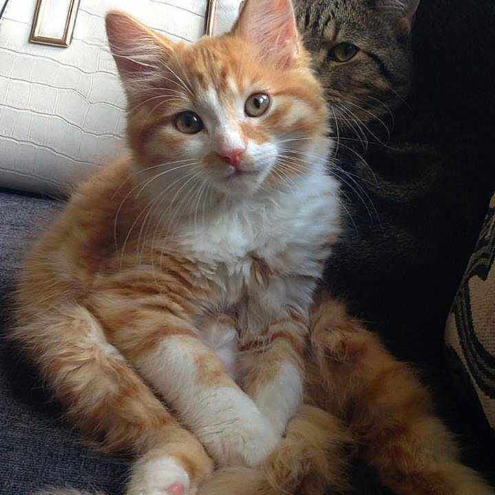 Oscar