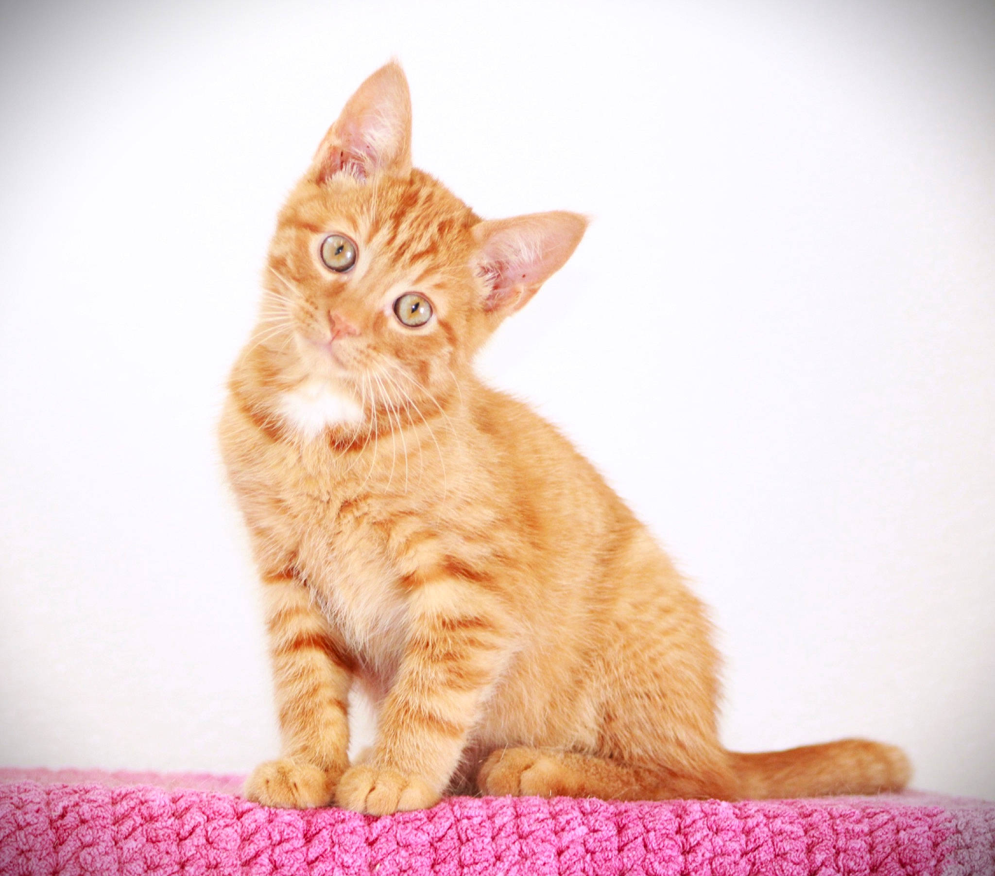 Cougar is registered to the contest to win money with this photo: carnivore, cat, cat_supply, claw, comfort, domestic_short_haired_cat, fawn, felidae, fur, paw, peach, sitting, small_to_medium_sized_cats, snout, tail, terrestrial_animal, whiskers, wildlife, window, wood