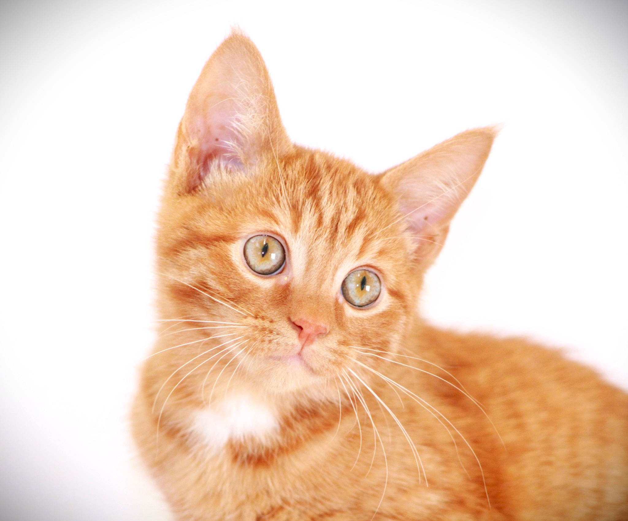 Cougar is registered to the contest to win money with this photo: carnivore, cat, close_up, domestic_short_haired_cat, ear, eye, fawn, felidae, fur, head, iris, paw, peach, small_to_medium_sized_cats, snout, tail, terrestrial_animal, whiskers, wildlife, wood