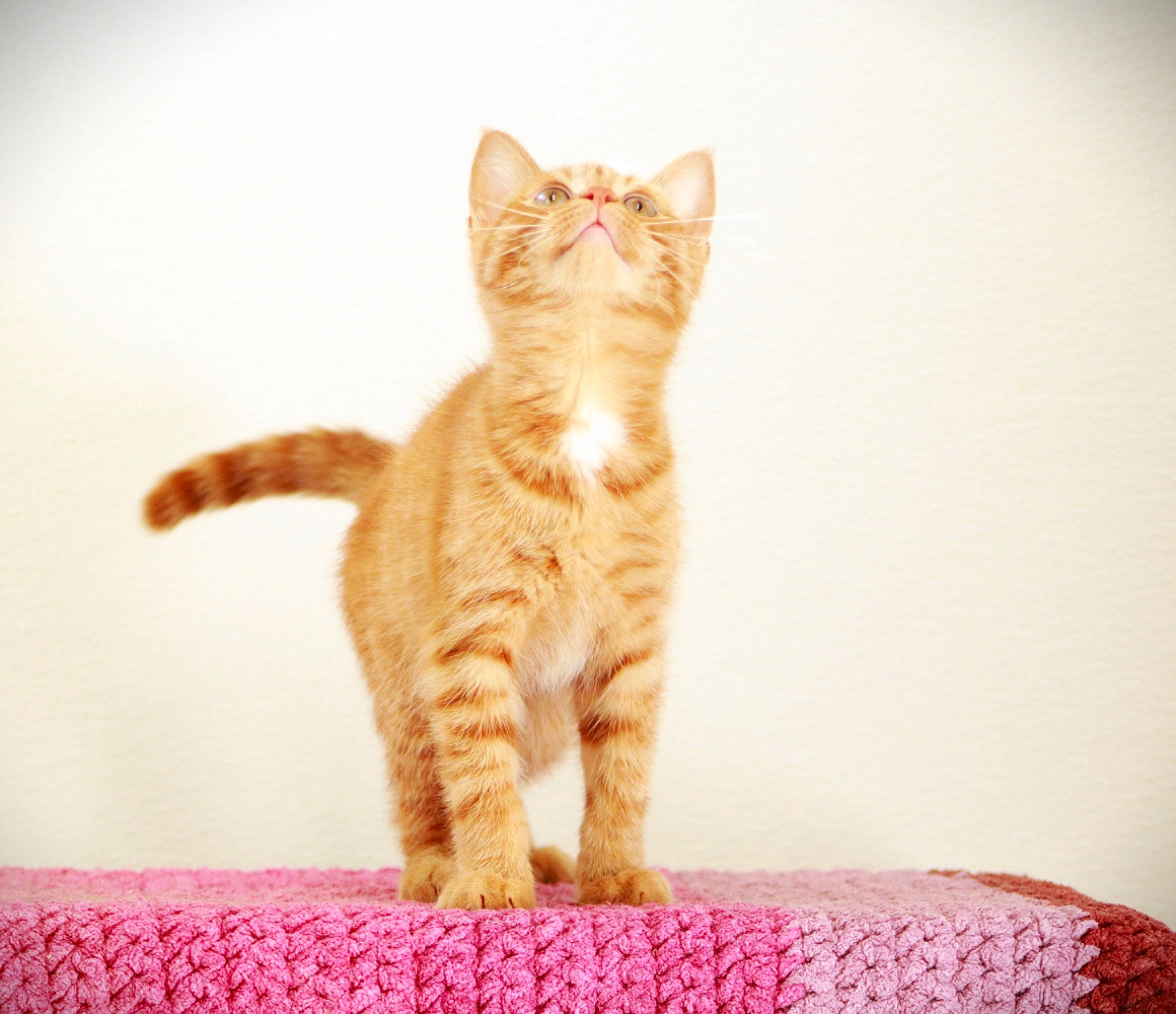 Cougar joined the competition — help win amazing prizes! carnivore, cat, claw, comfort, domestic_short_haired_cat, fawn, felidae, flooring, foot, fur, magenta, paw, peach, sitting, small_to_medium_sized_cats, snout, tail, terrestrial_animal, whiskers, wood