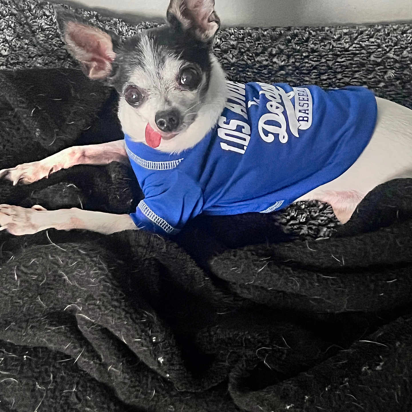 Chulo is registered to the contest to win money with this photo: animal, baseball, black_blanket, blue_shirt, canine, cozy, cute, dog, ears_up, fur, indoor, laying, los_angeles_dodgers, pet_clothing, portrait, resting, small_dog, texture, tongue_out, wide_eyes