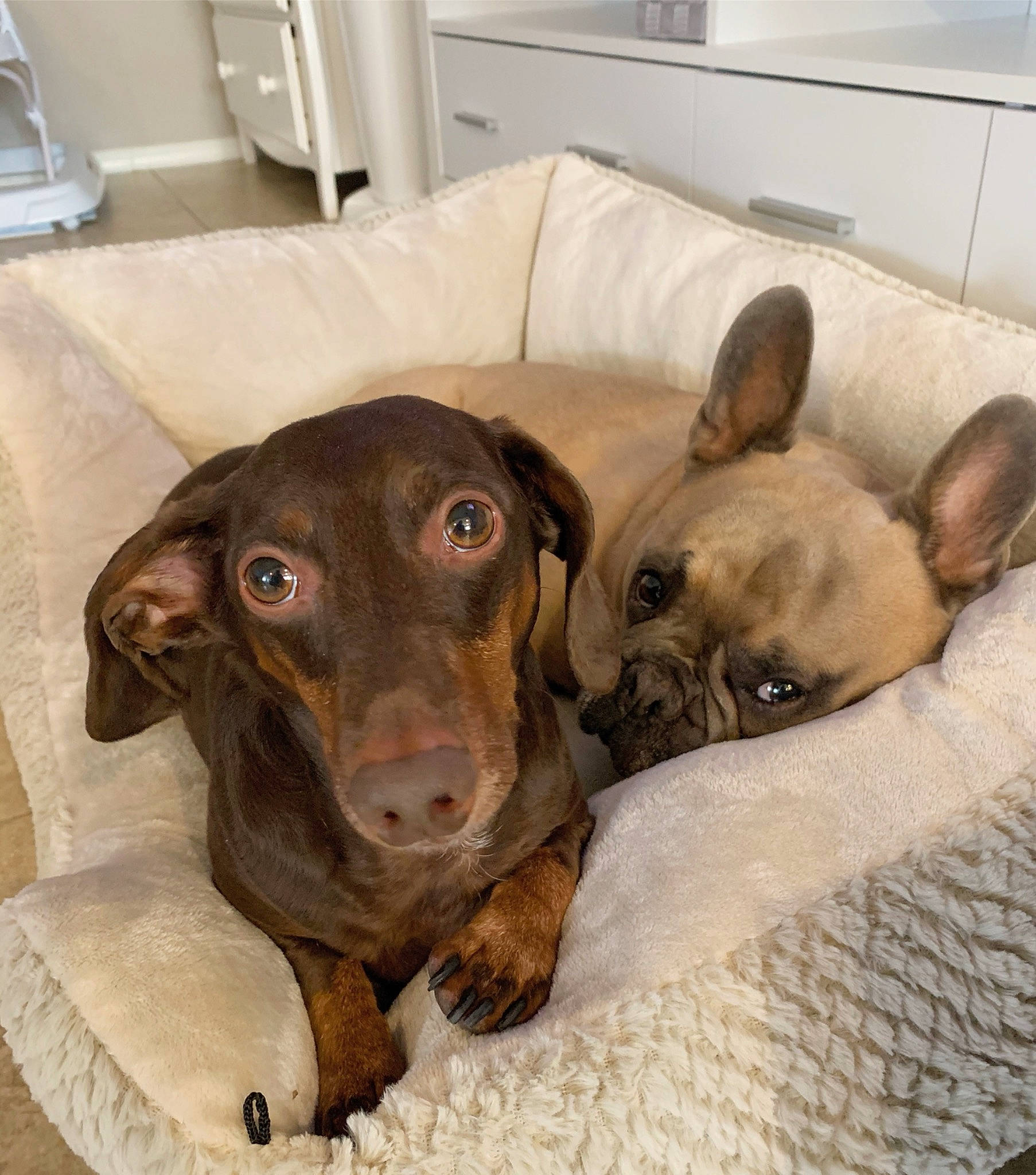 Franklin George joined the competition — help win amazing prizes! beige, canidae, carnivore, collar, companion_dog, dog, dog_breed, dog_supply, fawn, liver, pet_supply, pointing_breed, snout, sporting_group, terrestrial_animal, vertebrate, whiskers, working_animal, working_dog