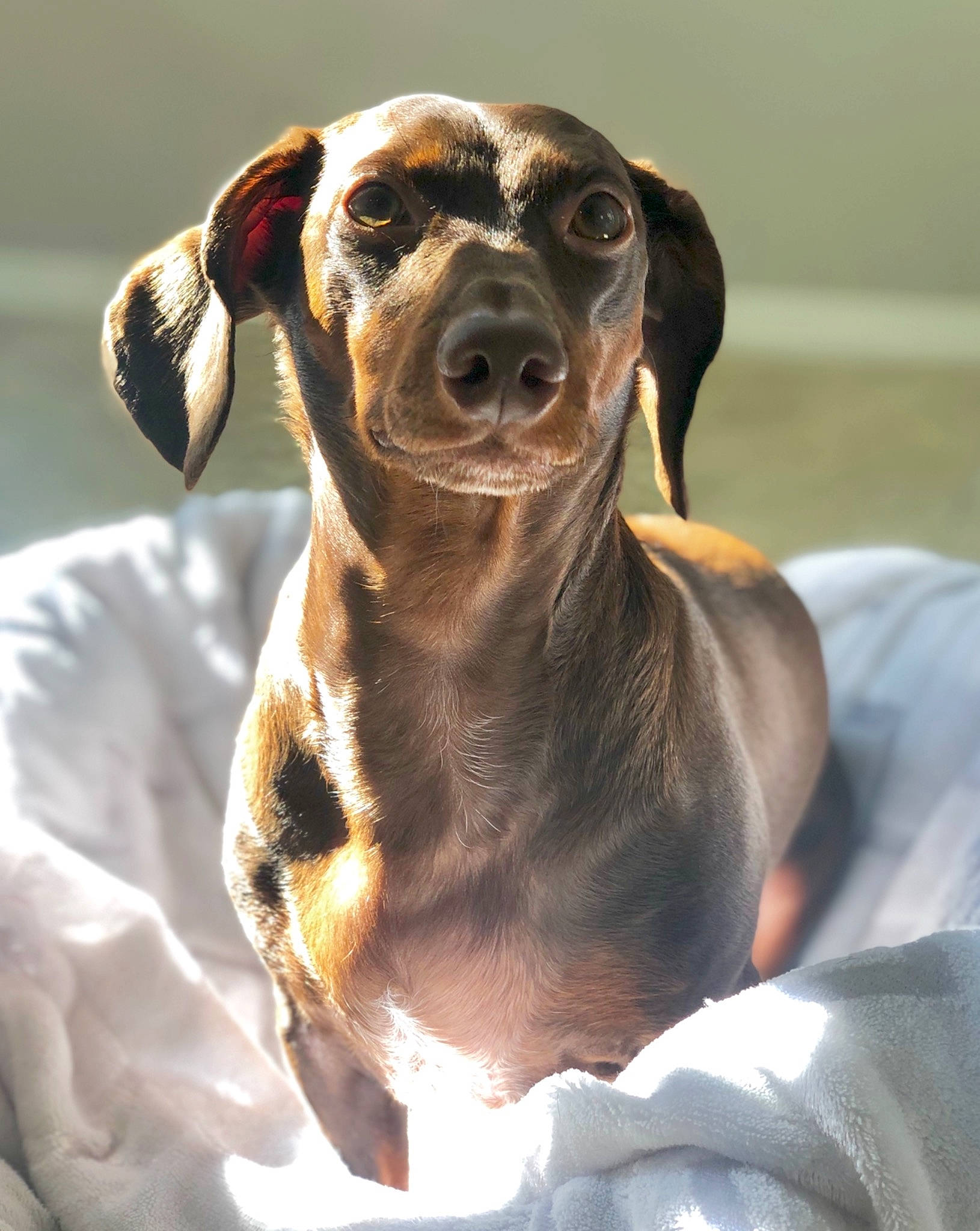 Franklin George joined the competition — help win amazing prizes! brown, canidae, carnivore, comfort, companion_dog, dog, dog_breed, fawn, hound, jaw, liver, neck, organ, skin, snout, stock_photography, tan, whiskers, working_animal, working_dog