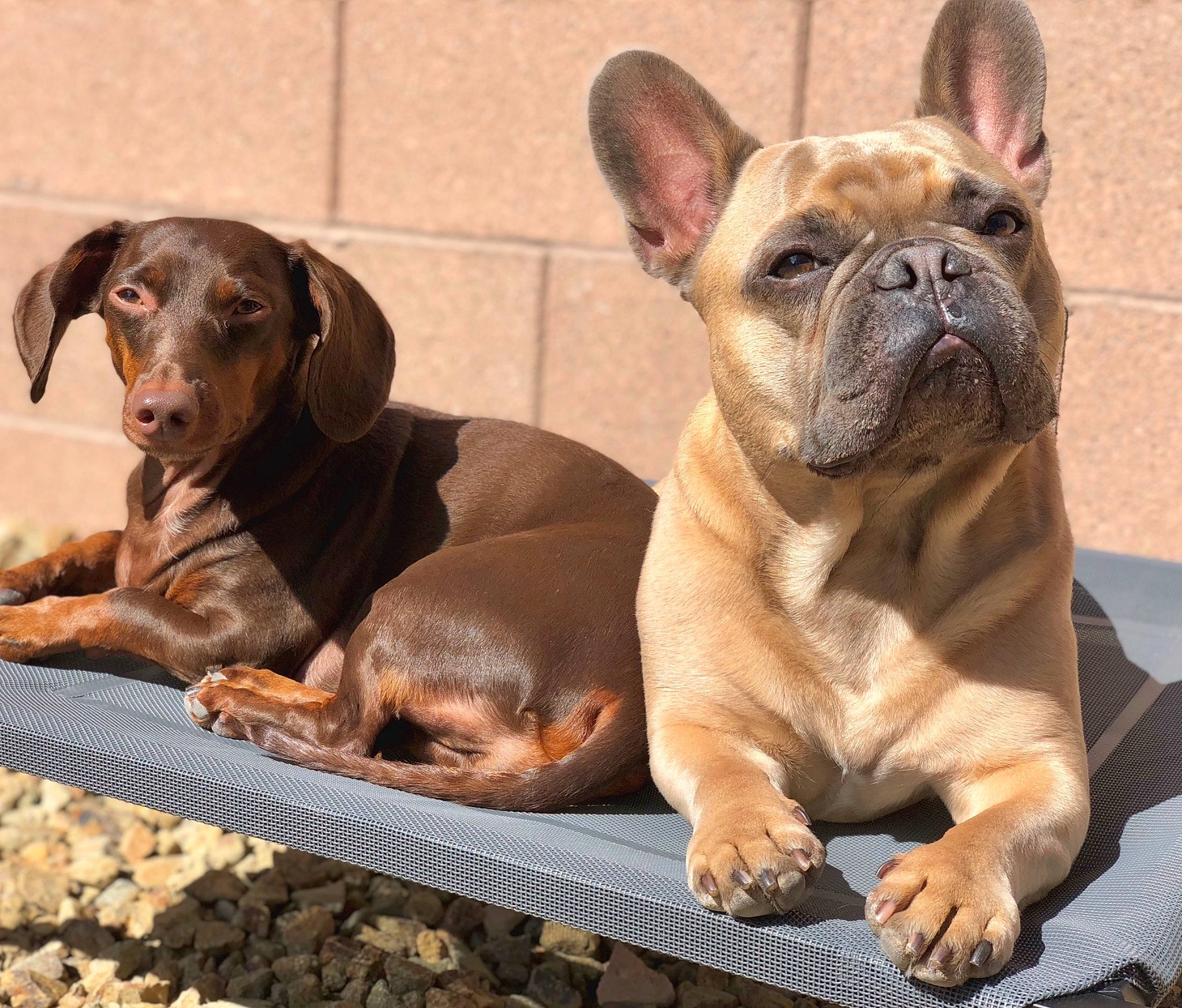 Peppe is registered to the contest to win money with this photo: brown, bulldog, canidae, carnivore, companion_dog, dog, dog_breed, fawn, french_bulldog, liver, mammal, non_sporting_group, pet_supply, skin, snout, sporting_group, toy_dog, vertebrate, working_animal, wrinkle