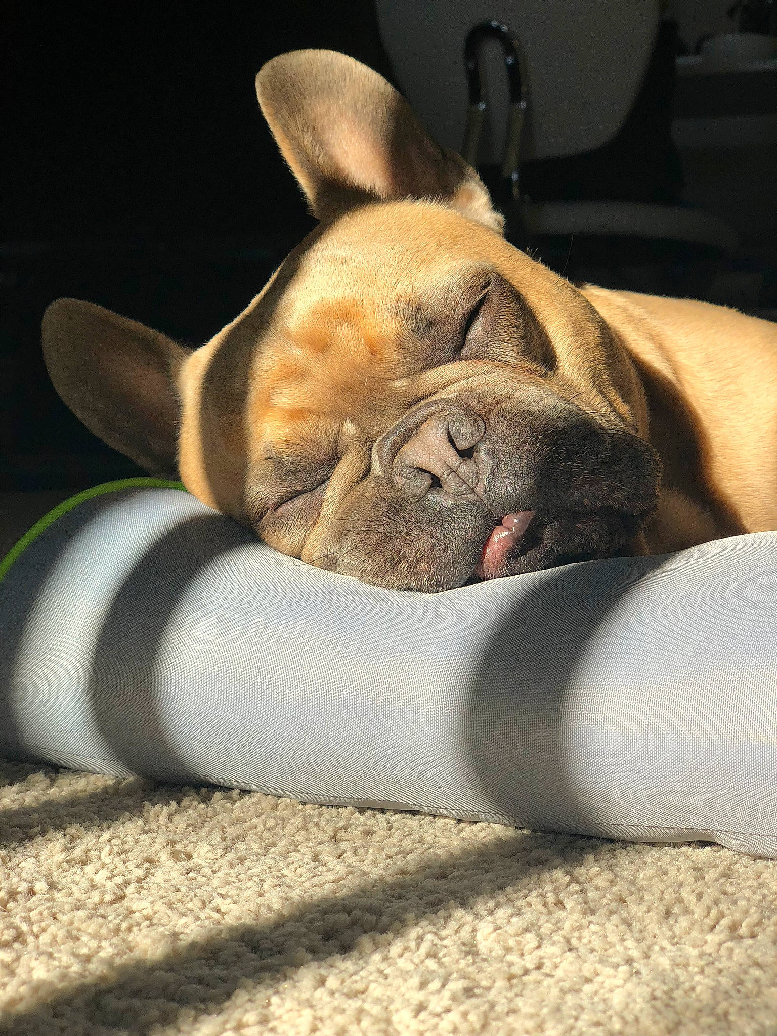 Peppe joined the competition — help win amazing prizes! bulldog, canidae, carnivore, comfort, companion_dog, dog, dog_breed, fawn, french_bulldog, molosser, non_sporting_group, organ, paw, pet_supply, skin, snout, toy_dog, whiskers, wrinkle