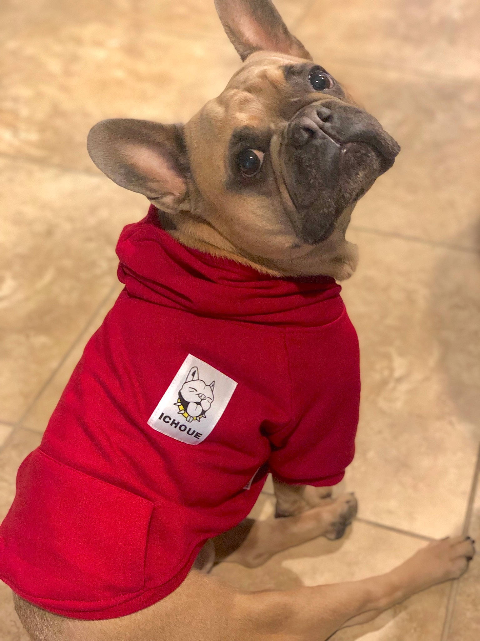 Peppe joined the competition — help win amazing prizes! canidae, carnivore, collar, companion_dog, dog, dog_breed, dog_clothes, dog_collar, dog_supply, fawn, fur, liver, non_sporting_group, pet_supply, pink, snout, terrestrial_animal, toy_dog, vertebrate, working_animal